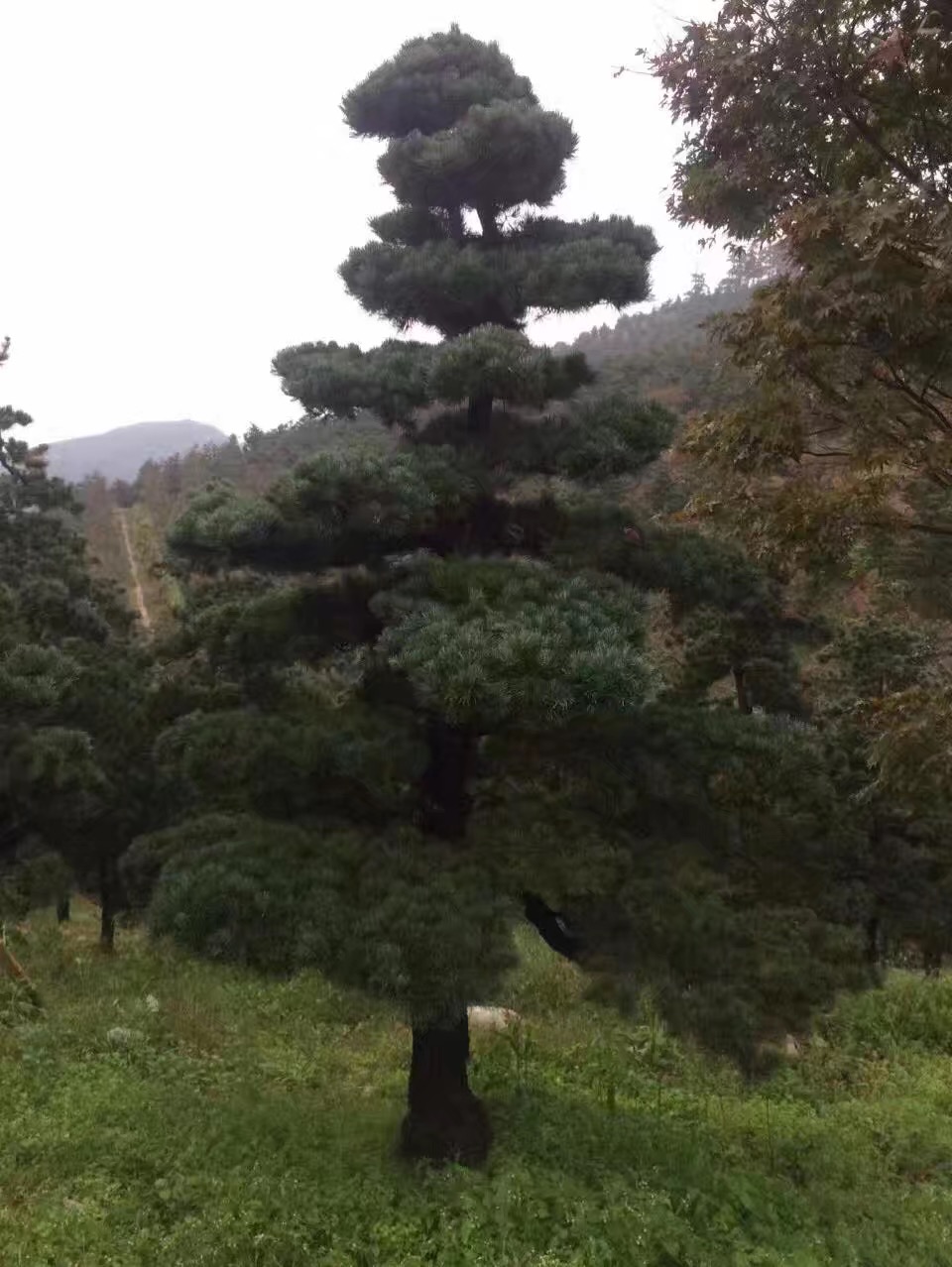 _h